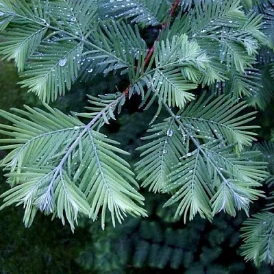 Метасеквойя в Владивостоке