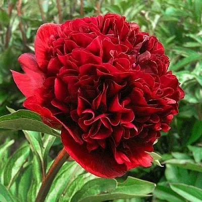 Пион РЕД ГРЕЙС травянистый  Пион РЕД ГРЕЙС травянистый в Владивостоке