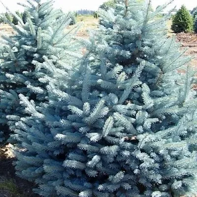 Ель ГЛАУКА колючая в Владивостоке