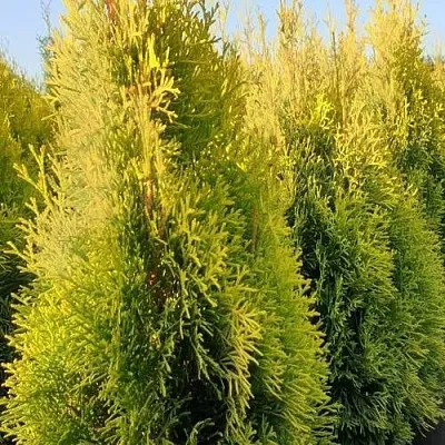 Туя ГОЛДЕН СМАРАГД западная  Туя ГОЛДЕН СМАРАГД западная в Владивостоке