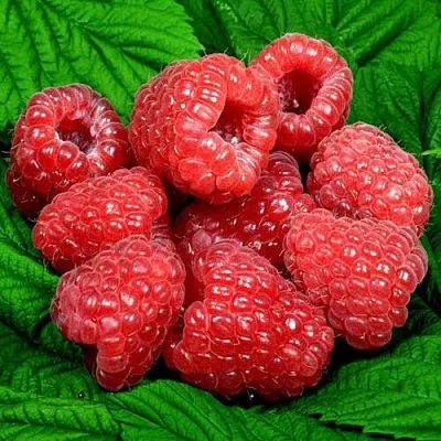 Саженцы малины оптом  Саженцы малины оптом в Владивостоке