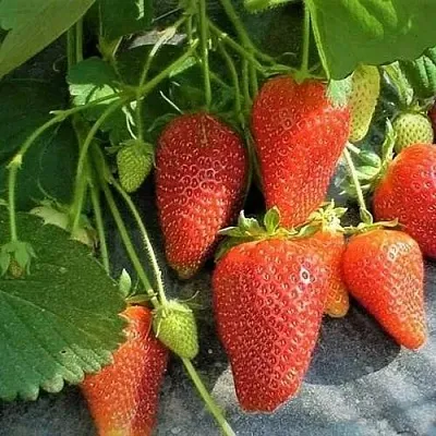 Клубника РОКСАНА  Клубника РОКСАНА в Владивостоке