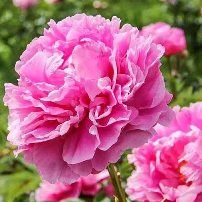 Пион АЛЕКСАНДР ФЛЕМИНГ травянистый  Пион АЛЕКСАНДР ФЛЕМИНГ травянистый в Владивостоке