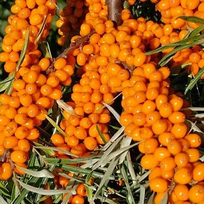 Облепиха ЕЛИЗАВЕТА в Владивостоке