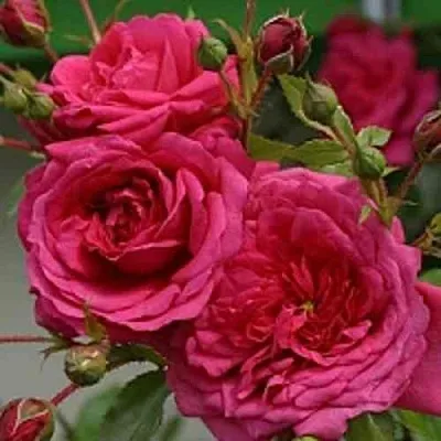 Саженцы роз ЛАГУНА плетистая  Саженцы роз ЛАГУНА плетистая в Владивостоке