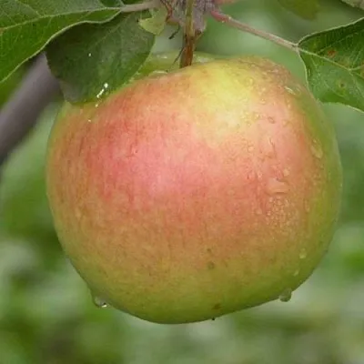 Яблоня БРЯНСКОЕ ЗОЛОТИСТОЕ  Яблоня БРЯНСКОЕ ЗОЛОТИСТОЕ в Владивостоке