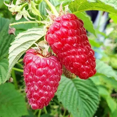 Малина ПШЕХИБА  Малина ПШЕХИБА в Владивостоке