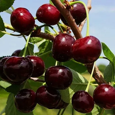 Вишня РОВЕСНИЦА  Вишня РОВЕСНИЦА в Владивостоке