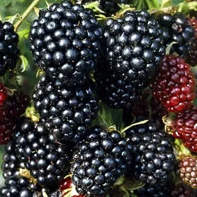 Ежевика ЭВЕРГРИН бесшипная  Ежевика ЭВЕРГРИН бесшипная в Владивостоке