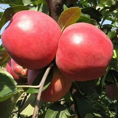 Яблоня ЗАСЛАВСКОЕ  Яблоня ЗАСЛАВСКОЕ в Владивостоке