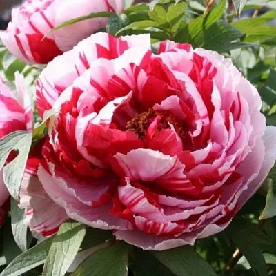 Пион РЕД ВИЗ ПИНК древовидный в Владивостоке