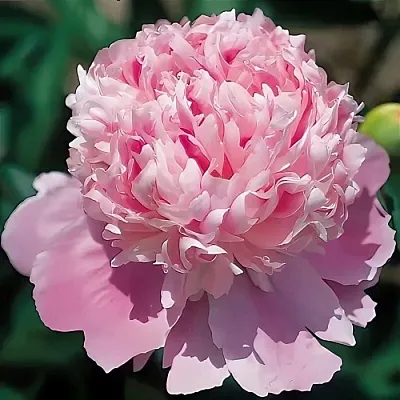 саженцы пиона саженцы пиона