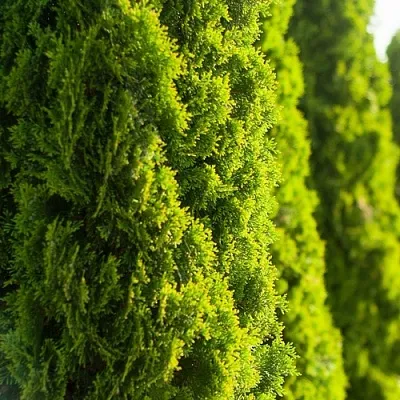 Туя в Владивостоке