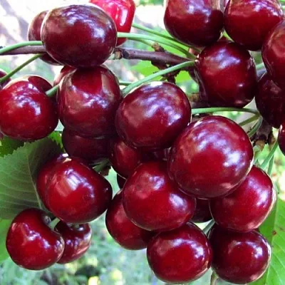 Вишня ЖУКОВСКАЯ  Вишня ЖУКОВСКАЯ в Владивостоке