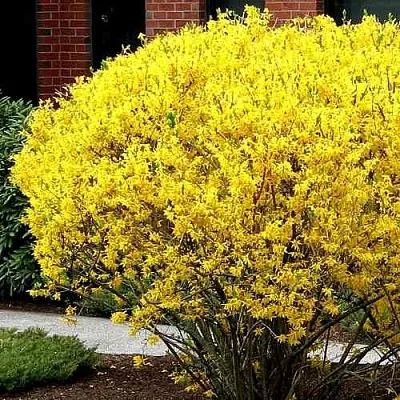 Форзиция ЛИНВУД  Форзиция ЛИНВУД в Владивостоке