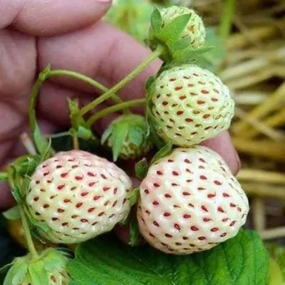 Клубника АНАНАСА ремонтантная — описание сорта Клубника АНАНАСА ремонтантная в Владивостоке