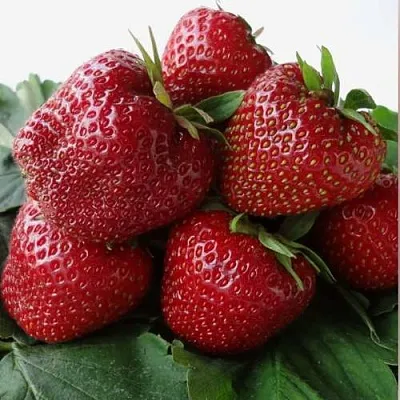 Клубника НАБИЛА  Клубника НАБИЛА в Владивостоке