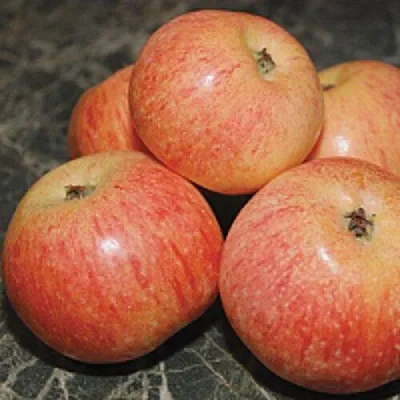 Яблоня КОНФЕТНОЕ  Яблоня КОНФЕТНОЕ в Владивостоке