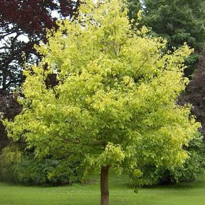 Клен ясенелистный  Клен ясенелистный в Владивостоке