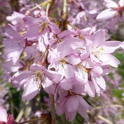 Сакура ПЕНДУЛА РУБРА  Сакура ПЕНДУЛА РУБРА в Владивостоке