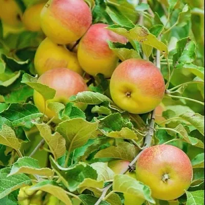 Яблоня ПАМЯТЬ БЛЫНСКОГО колонновидная  Яблоня ПАМЯТЬ БЛЫНСКОГО колонновидная в Владивостоке