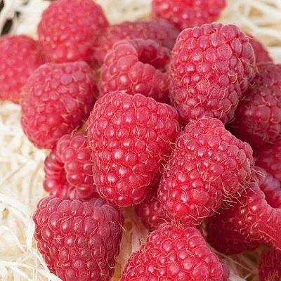 Малина МАРАСТАР  Малина МАРАСТАР в Владивостоке