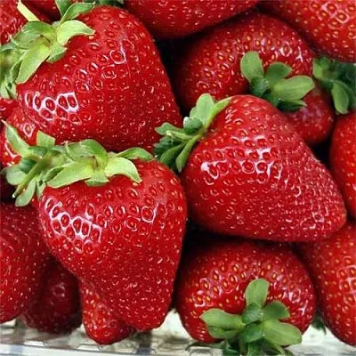 Клубника СКАЛА  Клубника СКАЛА в Владивостоке