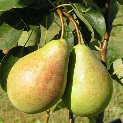 Груша ДУХМЯНАЯ  Груша ДУХМЯНАЯ в Владивостоке