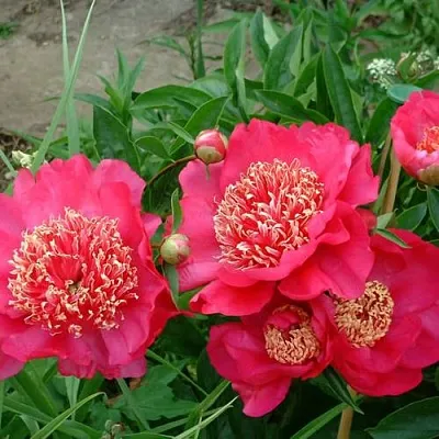 Пион БАРРИНГТОН БЕЛЬ травянистый  Пион БАРРИНГТОН БЕЛЬ травянистый в Владивостоке