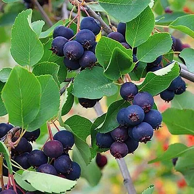 Ирга THIESSEN в Владивостоке