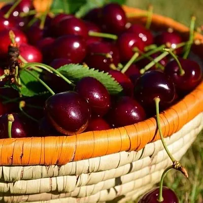 Вишня НЕСВИЖСКАЯ  Вишня НЕСВИЖСКАЯ в Владивостоке