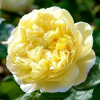 Саженцы роз ЧАРЛЬЗ ДАРВИН английская  Саженцы роз ЧАРЛЬЗ ДАРВИН английская в Владивостоке