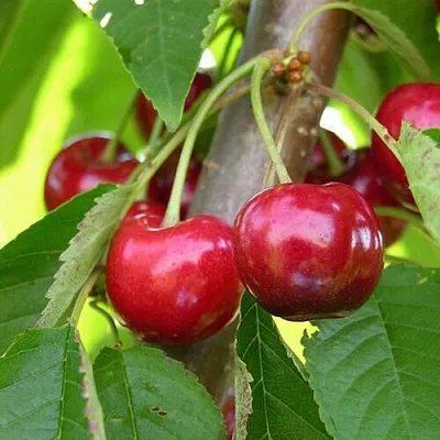 Черешня 15-26-5  Черешня 15-26-5 в Владивостоке