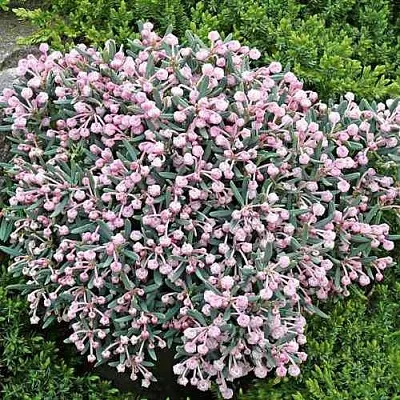 Андромеда БЛЮ АЙС многолистная  Андромеда БЛЮ АЙС многолистная в Владивостоке