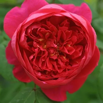 Саженцы роз БЕНДЖАМИН БРИТТЕН шраб  Саженцы роз БЕНДЖАМИН БРИТТЕН шраб в Владивостоке