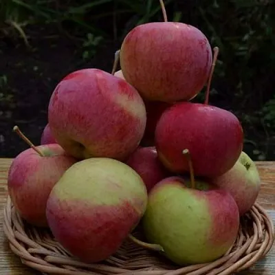 Яблоня РОДНИКОВАЯ  Яблоня РОДНИКОВАЯ в Владивостоке