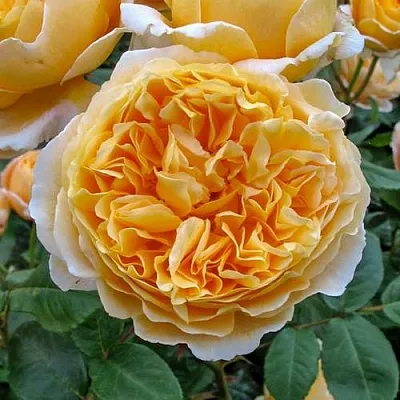 Саженцы роз БЕАТРИС английская  Саженцы роз БЕАТРИС английская в Владивостоке