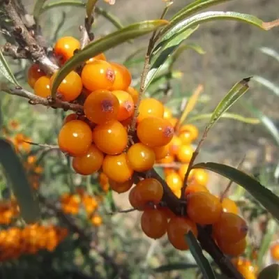 Облепиха СУДАРУШКА в Владивостоке