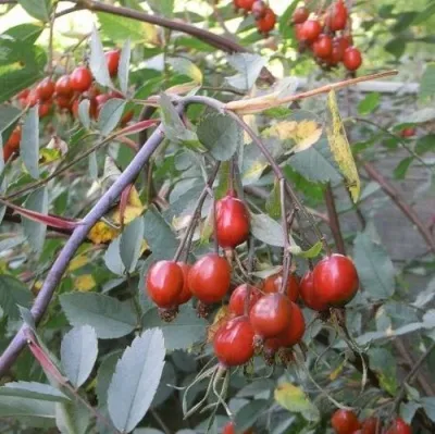 Саженцы роз сизая — описание сорта Саженцы роз сизая в Владивостоке