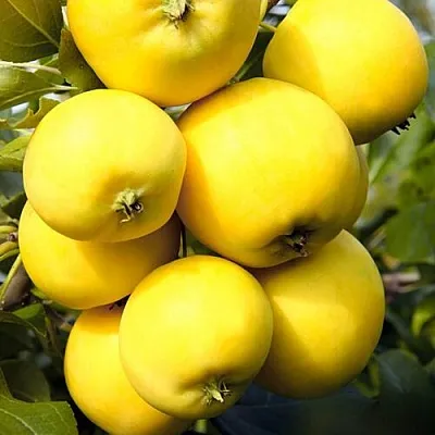 ЯБЛОНЯ УРАЛЬСКОЕ НАЛИВНОЕ ЯБЛОНЯ УРАЛЬСКОЕ НАЛИВНОЕ