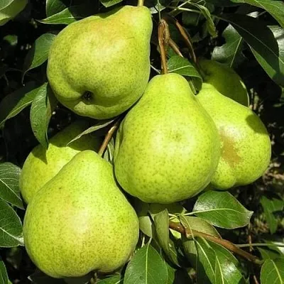 Груша АВГУСТОВСКАЯ РОСА  Груша АВГУСТОВСКАЯ РОСА в Владивостоке