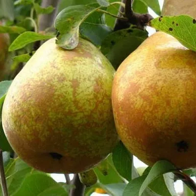 Груша БЕЛОРУСКА  Груша БЕЛОРУСКА в Владивостоке