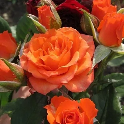 Саженцы роз АЛЕГРИЯ спрей  Саженцы роз АЛЕГРИЯ спрей в Владивостоке