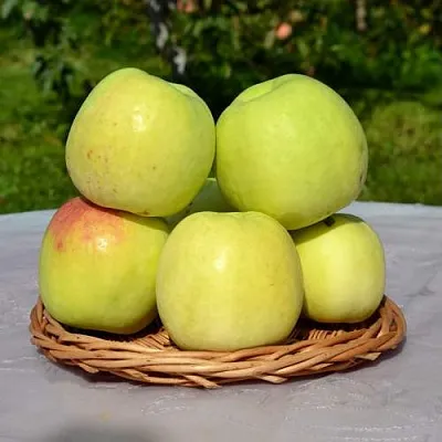 Яблоня БИРСКОЕ ГРУШЕВОЕ (БИЧИК)  Яблоня БИРСКОЕ ГРУШЕВОЕ (БИЧИК) в Владивостоке