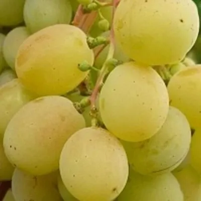 Виноград ТАЛИСМАН в Владивостоке