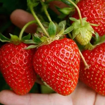 Клубника ПОРТОЛА ремонтантная  Клубника ПОРТОЛА ремонтантная в Владивостоке