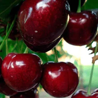 Черешня ВАСИЛИСА  Черешня ВАСИЛИСА в Владивостоке