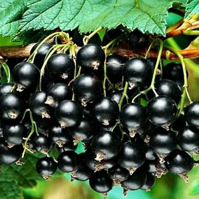 Смородина черная АТЛАНТ  Смородина черная АТЛАНТ в Владивостоке