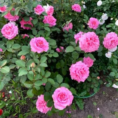 Саженцы роз ЭШЛИ чайно-гибридная — описание сорта Саженцы роз ЭШЛИ чайно-гибридная в Владивостоке