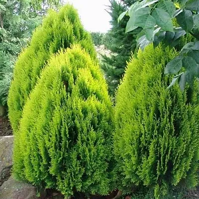 Туя восточная  Туя восточная в Владивостоке